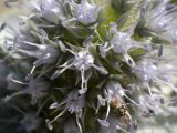 Eryngium maritimum