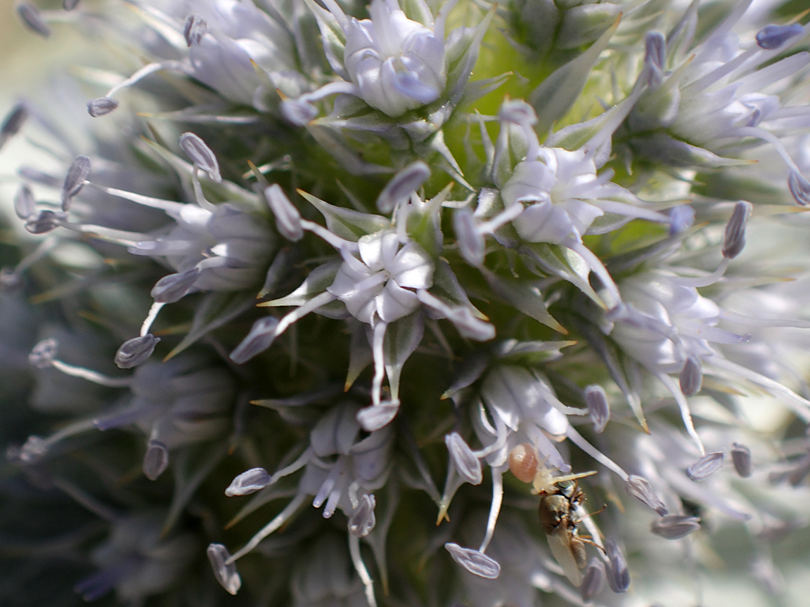 Image of Eryngium maritimum specimen.