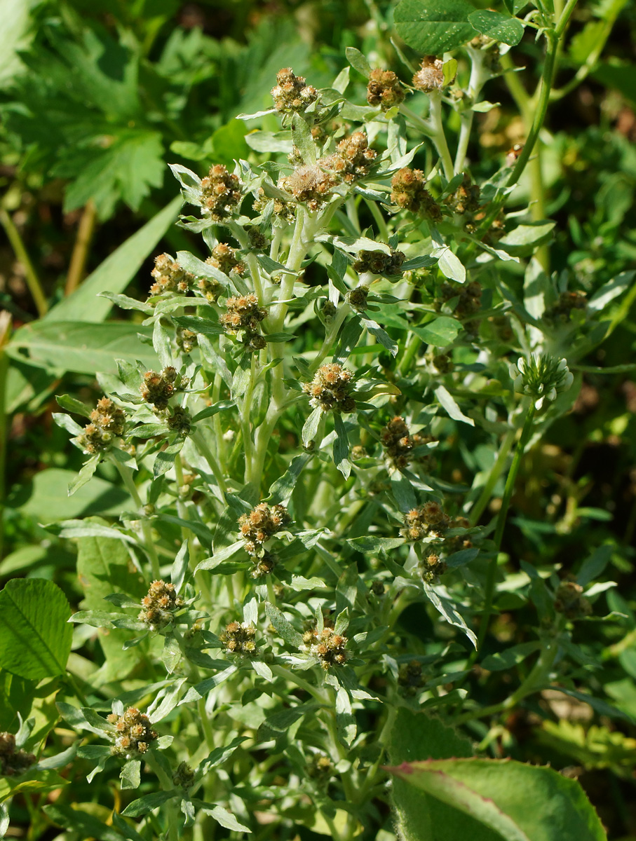 Изображение особи Gnaphalium uliginosum.