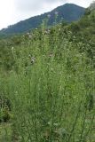 Cirsium vulgare