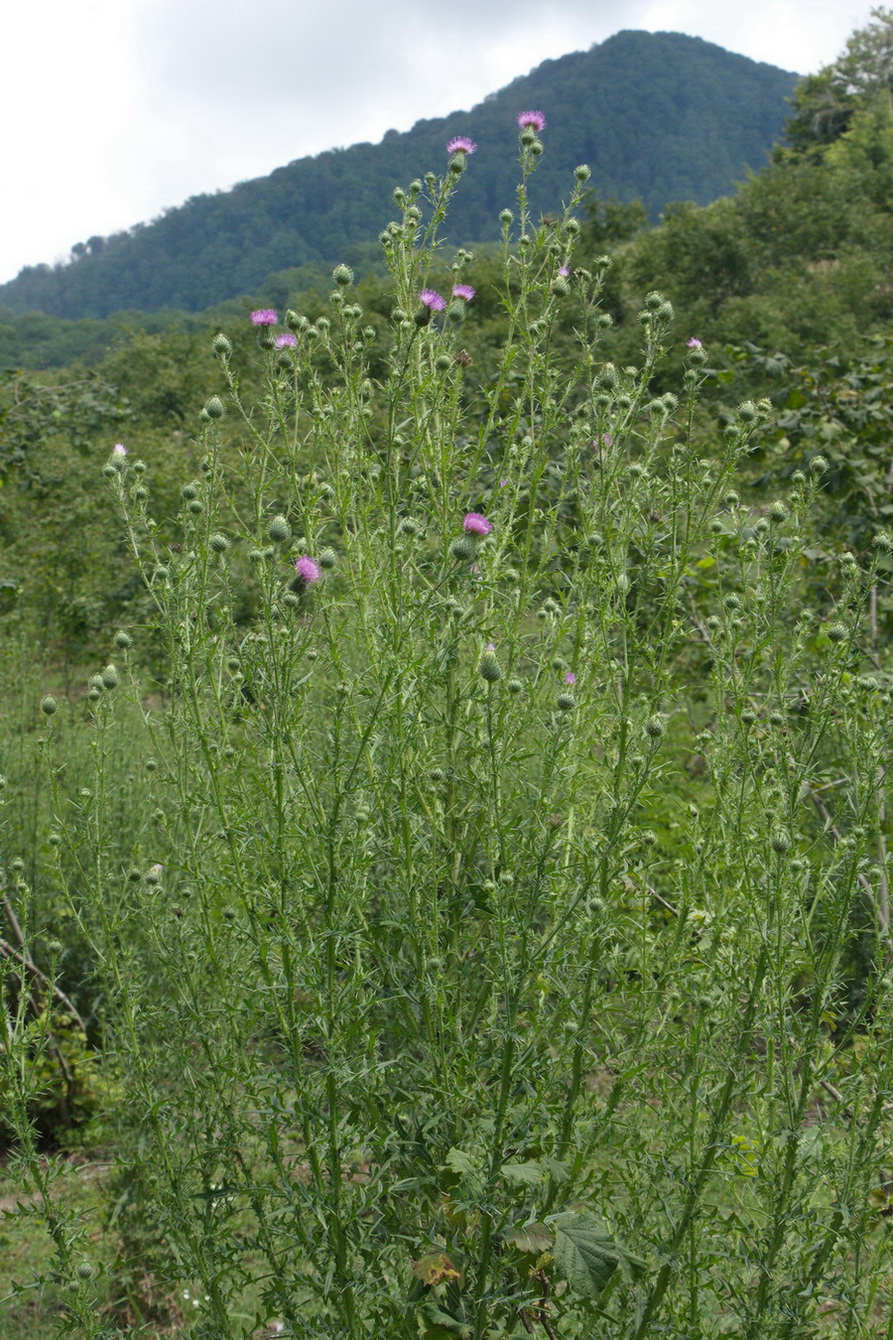 Image of Cirsium vulgare specimen.