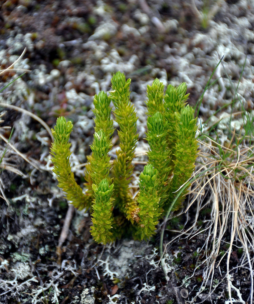 Image of Huperzia appressa specimen.