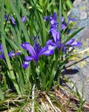 Iris ruthenica