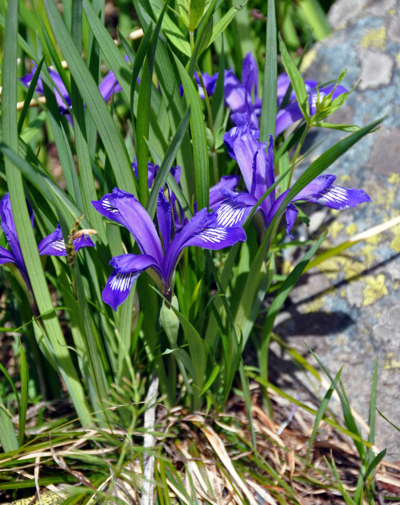 Image of Iris ruthenica specimen.