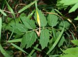 Valeriana officinalis. Прикорневой лист. Московская обл., Раменский р-н, пос. Кратово, на улице на краю канавы среди кустарников. 17.07.2018.