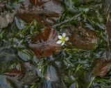 Ranunculus trichophyllus