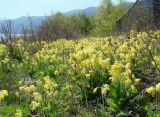Primula macrocalyx. Цветущее растение. Иркутская обл., Иркутский р-н, ур. Ушканья падь, берег оз. Байкал. 30.05.2018.