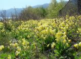 Primula macrocalyx