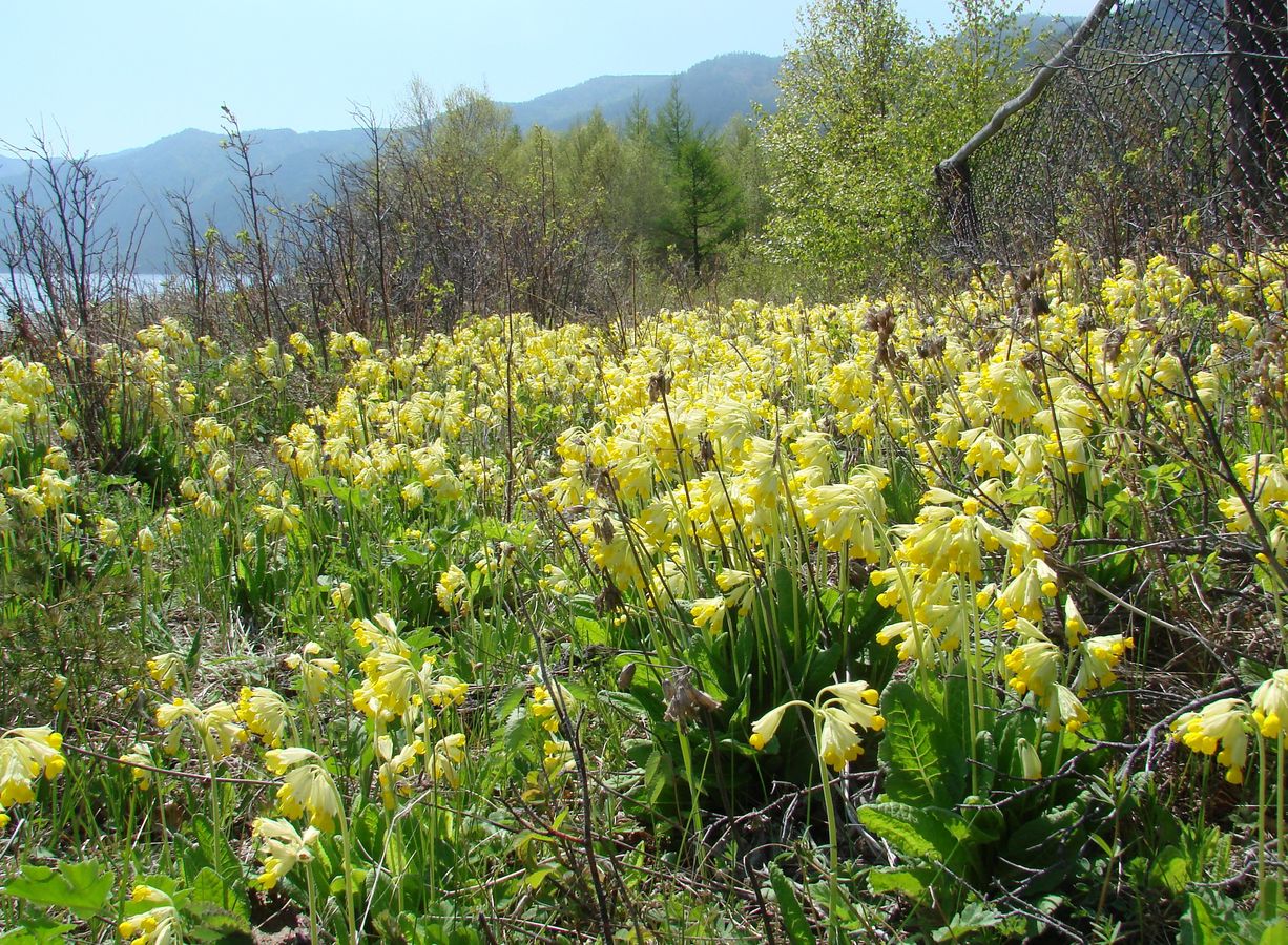 Image of Primula macrocalyx specimen.