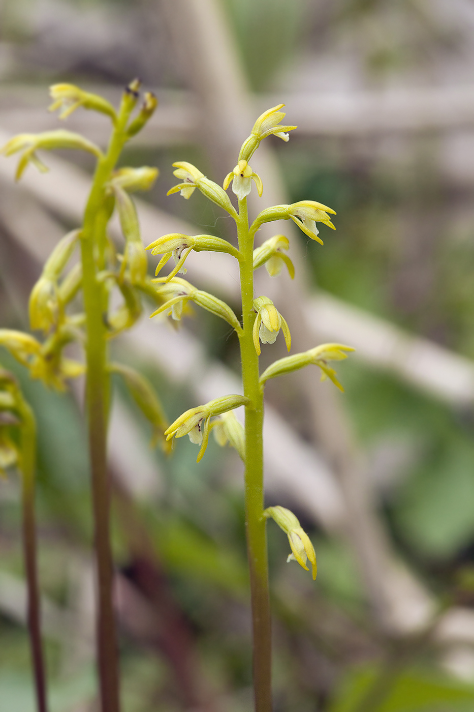 Изображение особи Corallorhiza trifida.