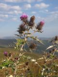 Cirsium euxinum