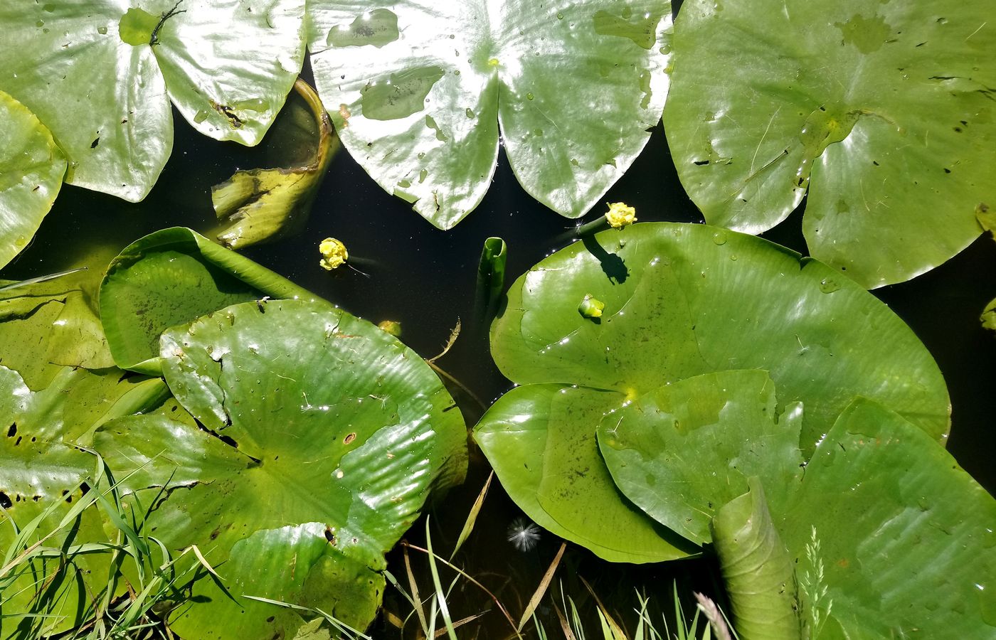 Image of Nuphar lutea specimen.