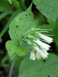 Symphytum grandiflorum. Соцветие. Краснодарский край, Сочи, опушка широколиственного леса, у дороги к Агурским водопадам. 29.05.2007.