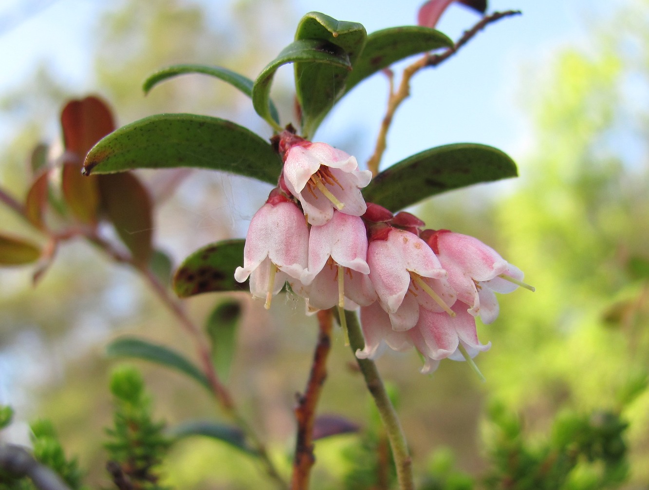 Image of Vaccinium vitis-idaea specimen.