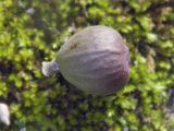 Ficus carica