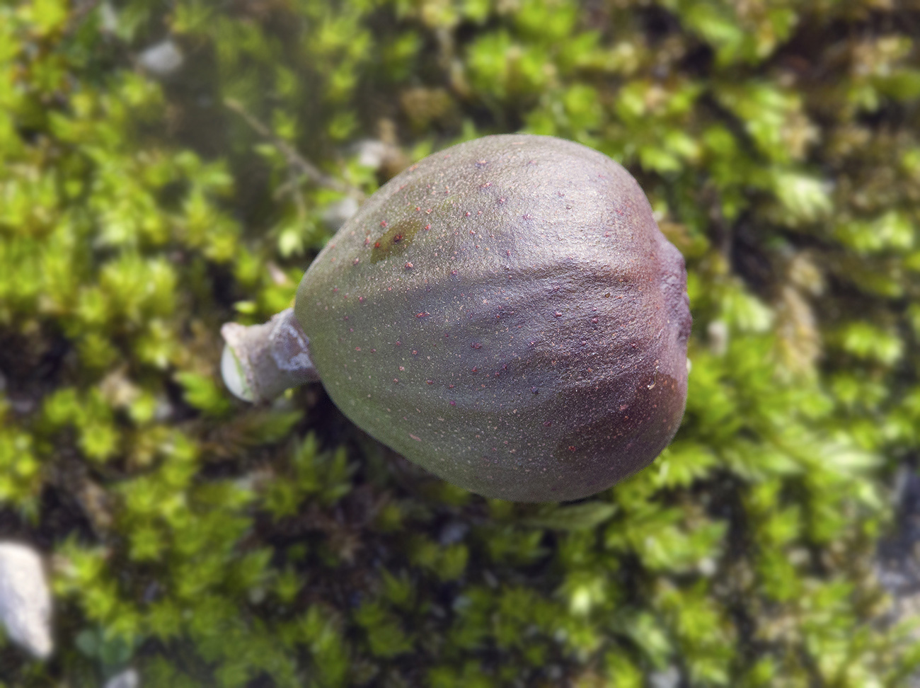 Image of Ficus carica specimen.