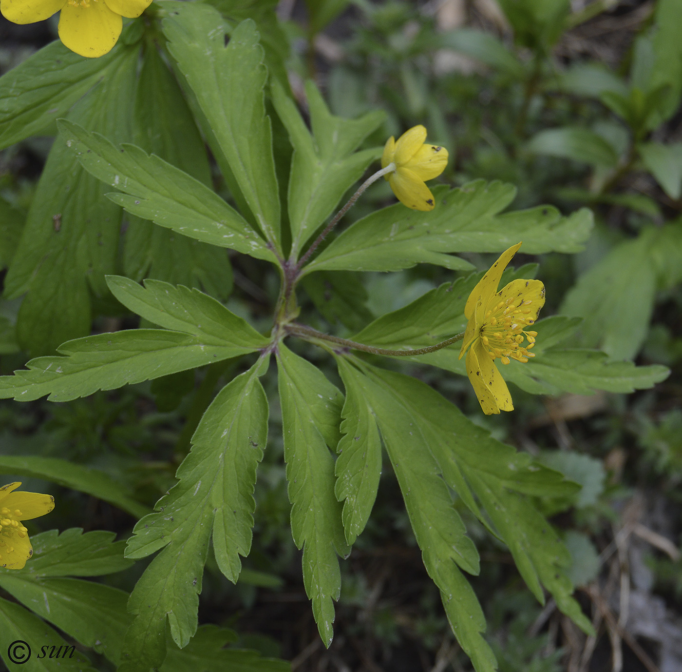 Image of Anemone ranunculoides specimen.