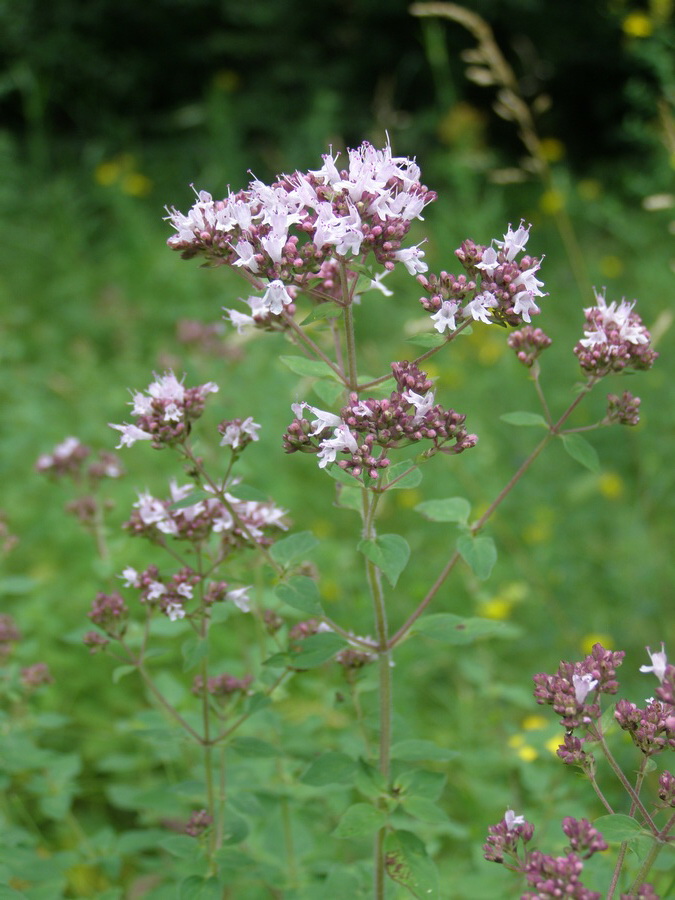 Image of Origanum vulgare specimen.