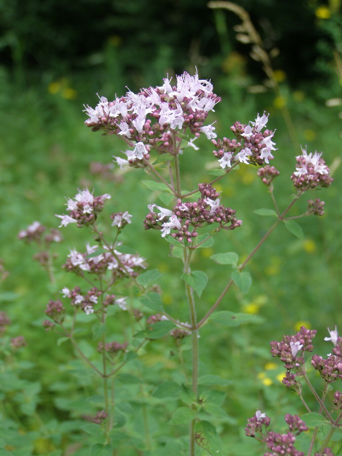 Изображение особи Origanum vulgare.