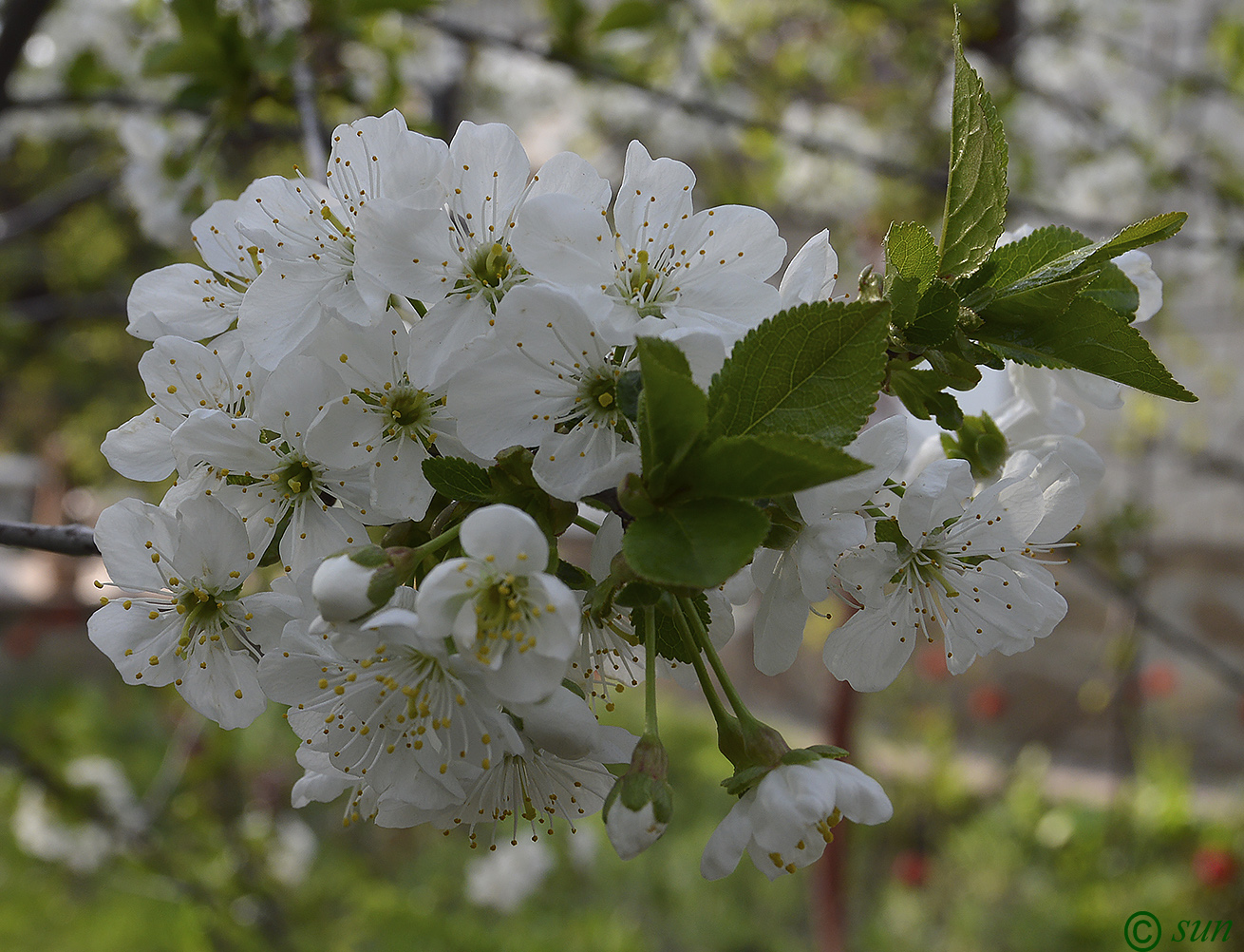Изображение особи Cerasus vulgaris.