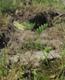 Vicia grandiflora. Цветущее растение. Дагестан, Кумторкалинский р-н, хр. Нарат-Тюбе. 24.04.2019.