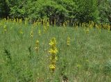 Asphodeline lutea. Цветущие растения. Крым, окр. Судака, гора Чатал-Кая, поляна в дубовом лесу. 16 мая 2019 г.