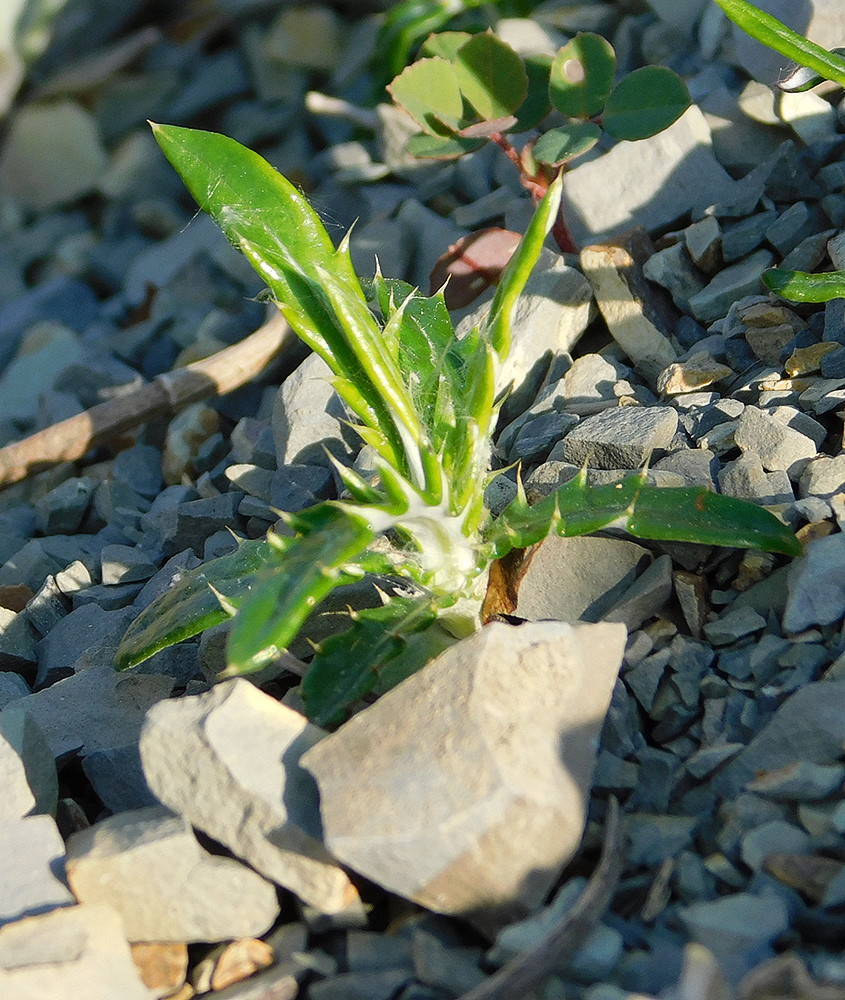 Image of Lamyra echinocephala specimen.