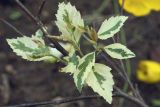 Betula nigra. Верхушки отрастающих побегов (cv. 'Shiloh Splash'). Костромская обл., Судиславский р-н, дер. Антипино, в культуре. 31.05.2019.