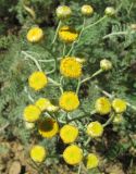 Tanacetum millefolium