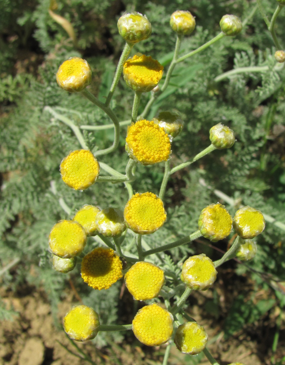 Image of Tanacetum millefolium specimen.