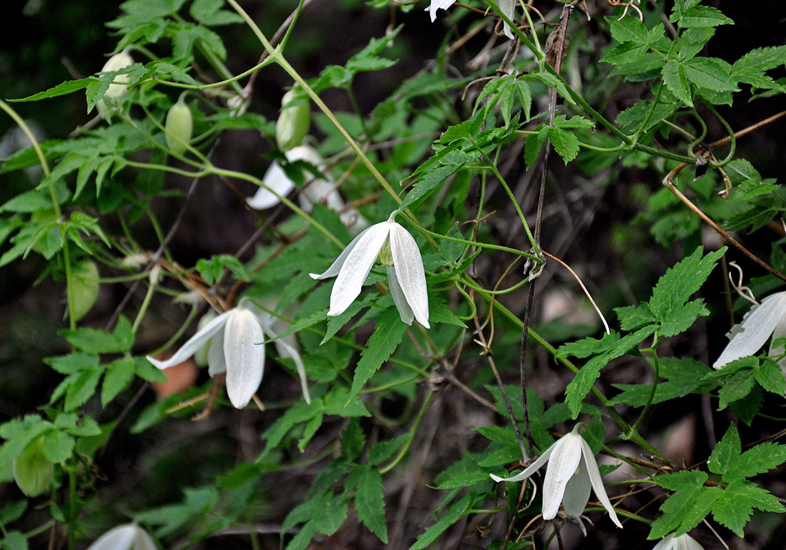 Image of Atragene sibirica specimen.