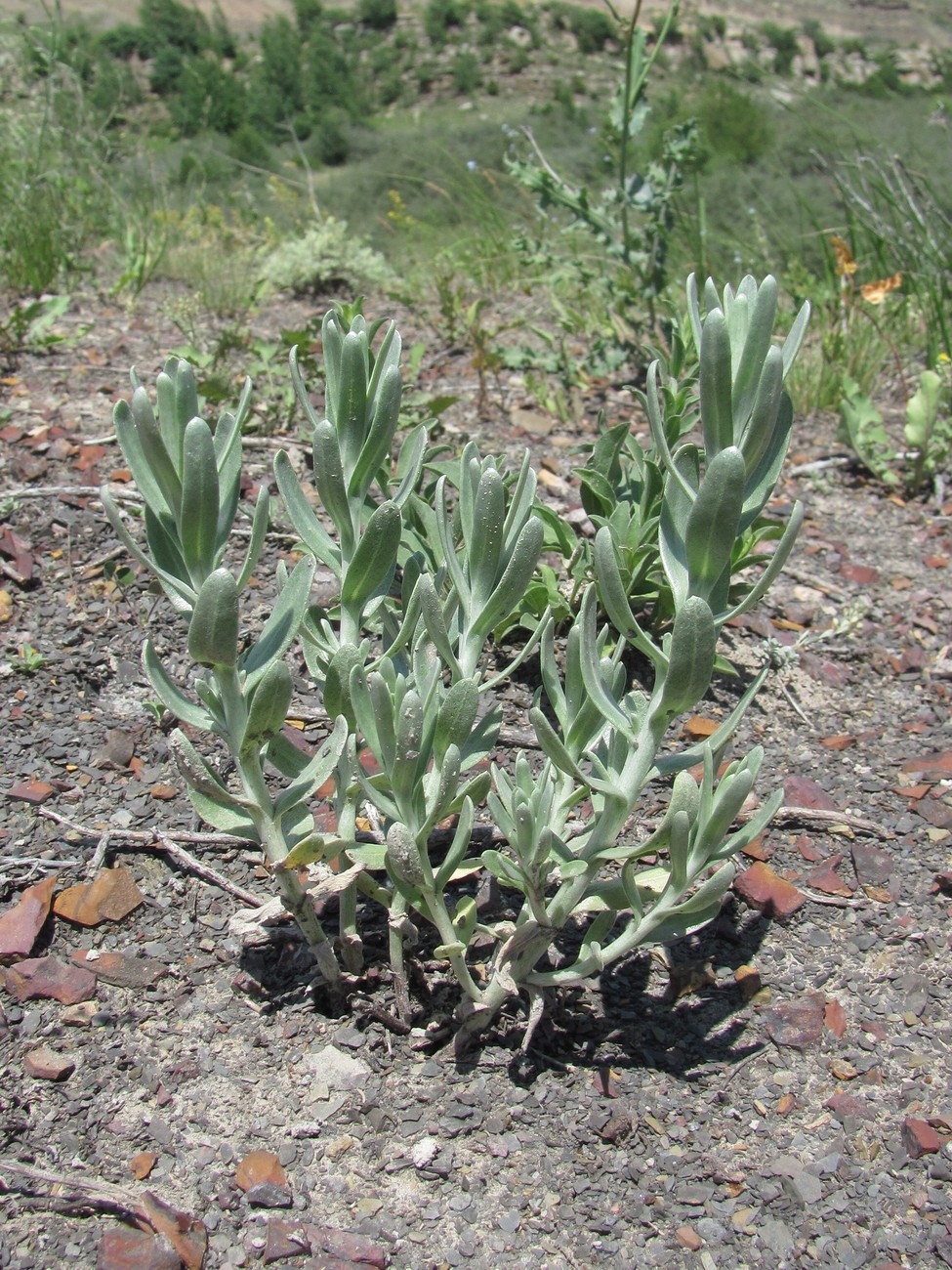 Image of Cladochaeta candidissima specimen.