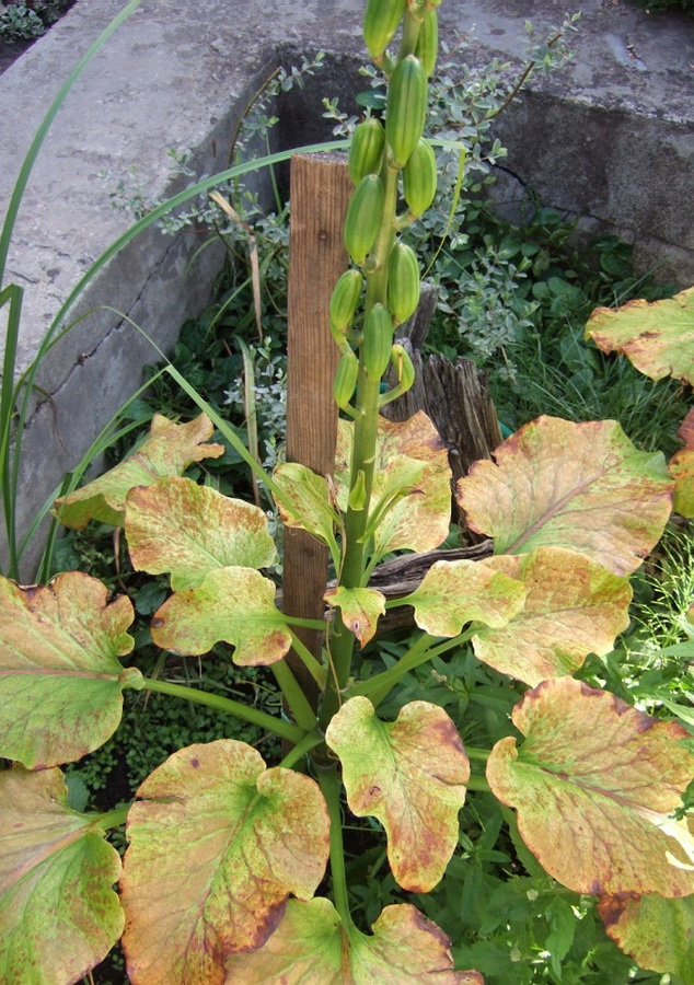 Изображение особи Cardiocrinum cordatum.