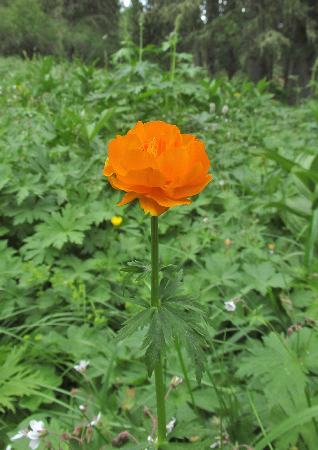 Image of Trollius asiaticus specimen.