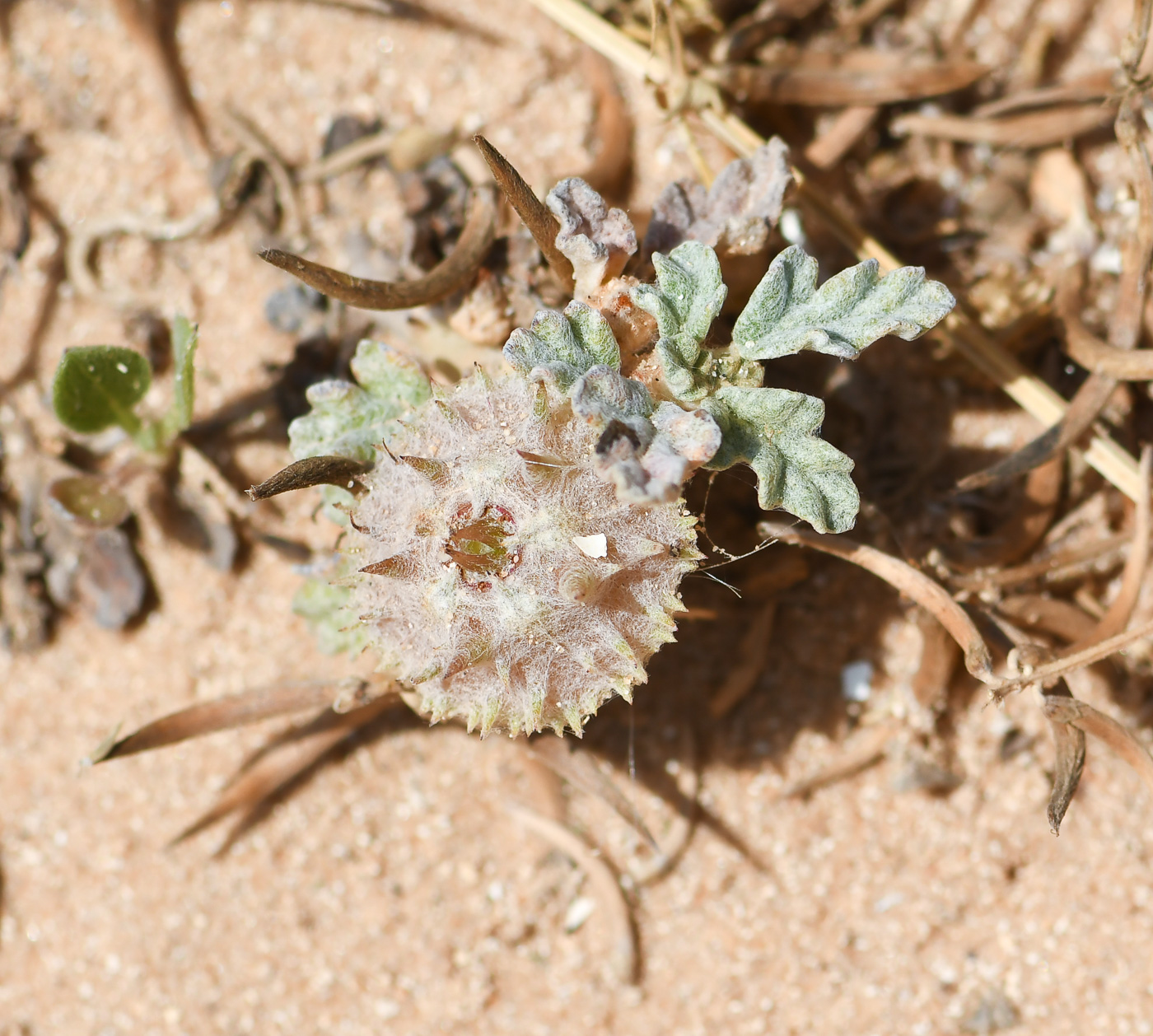 Image of Neurada procumbens specimen.