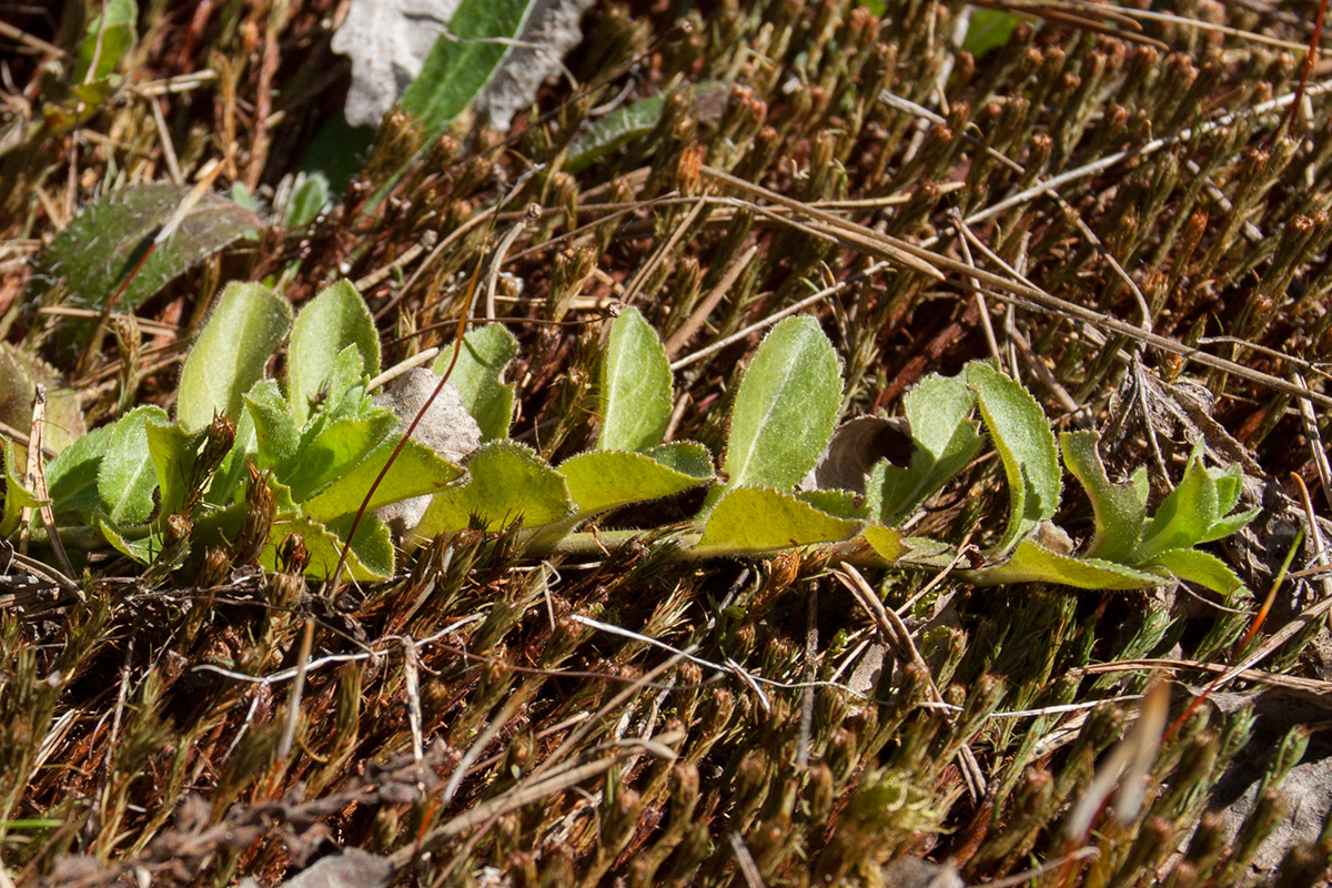 Image of Veronica officinalis specimen.