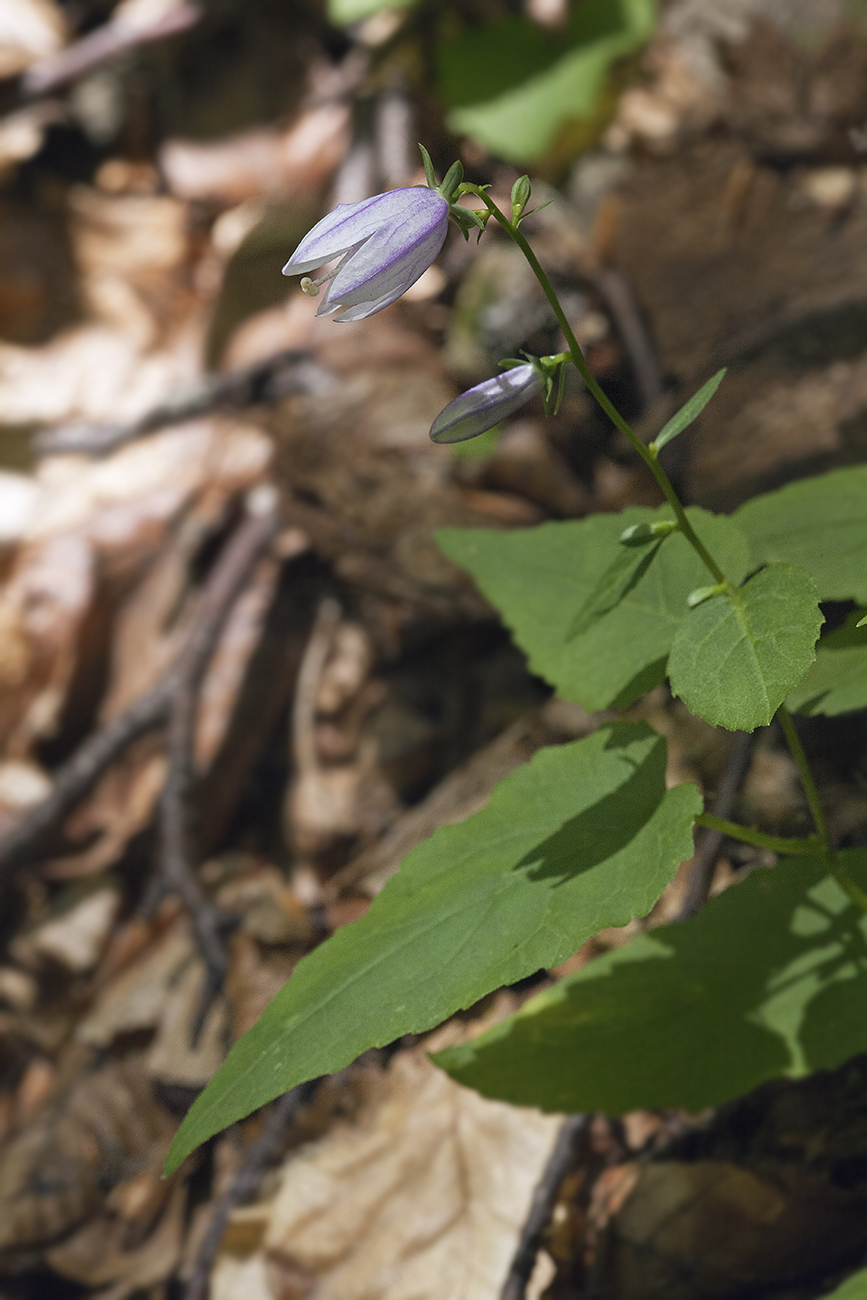 Image of Campanula rapunculoides specimen.