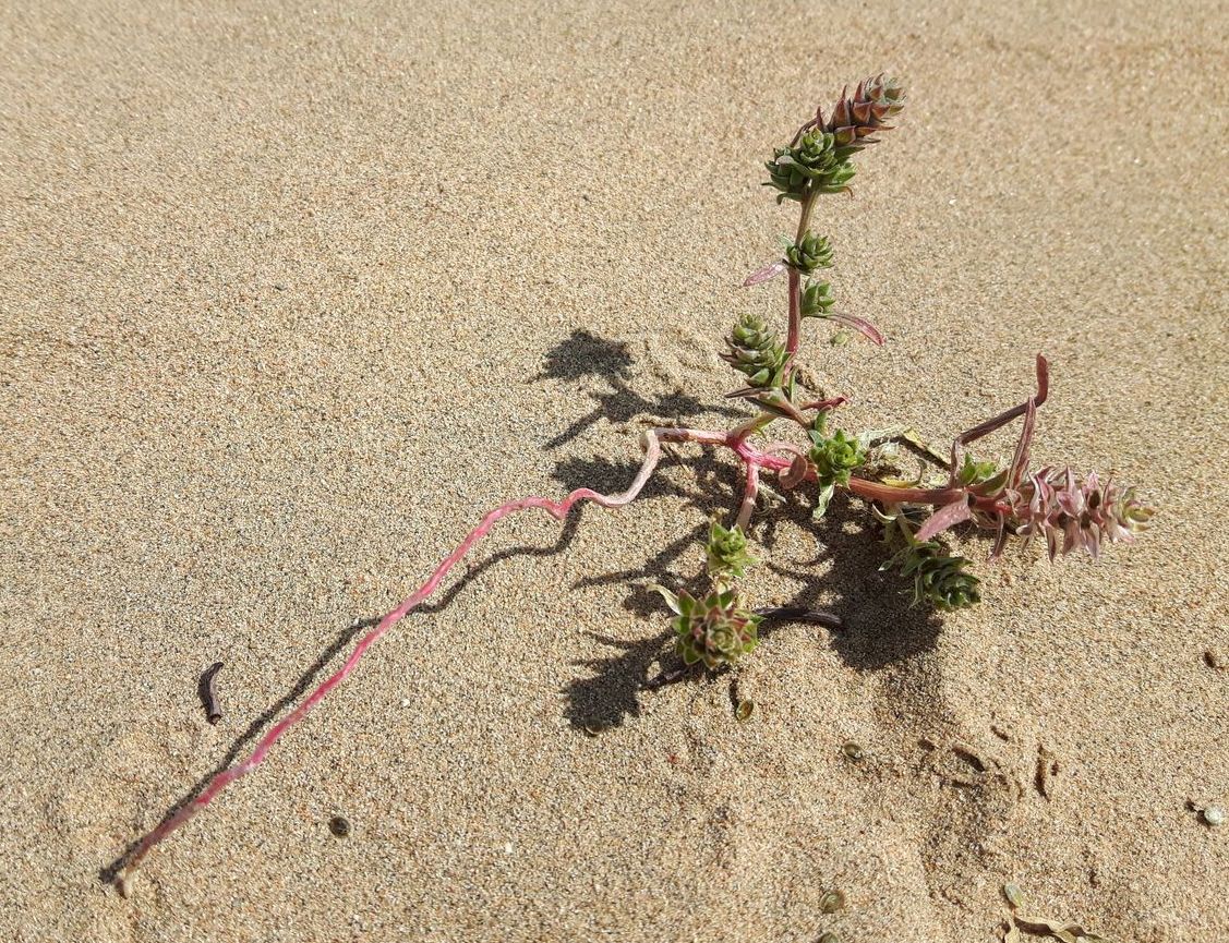 Изображение особи Corispermum chinganicum.