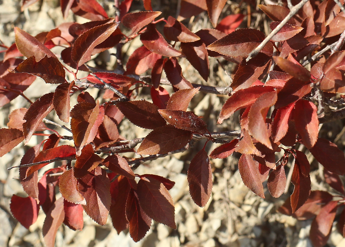 Изображение особи Malus orientalis.