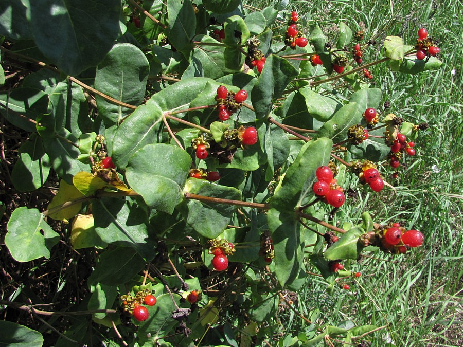 Image of Lonicera etrusca specimen.