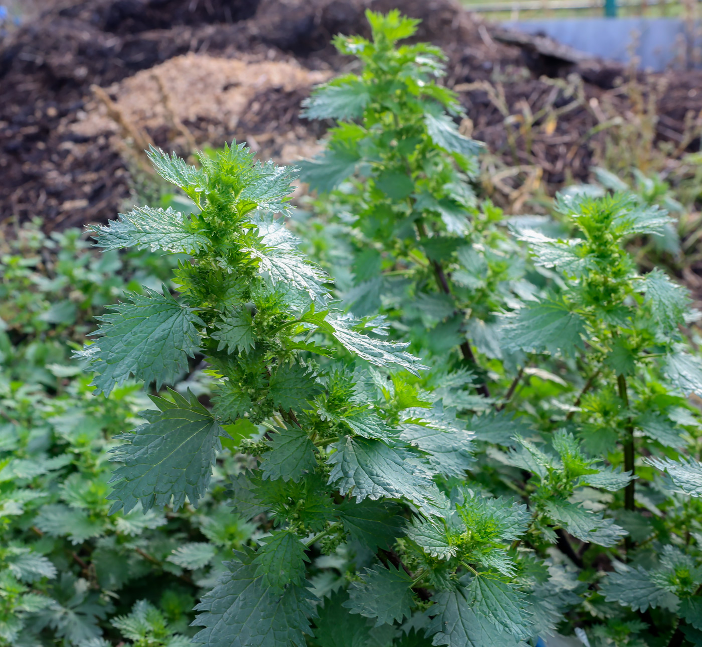 Image of Urtica urens specimen.