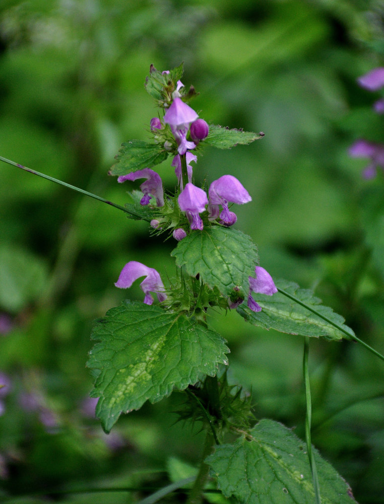 Изображение особи Lamium maculatum.