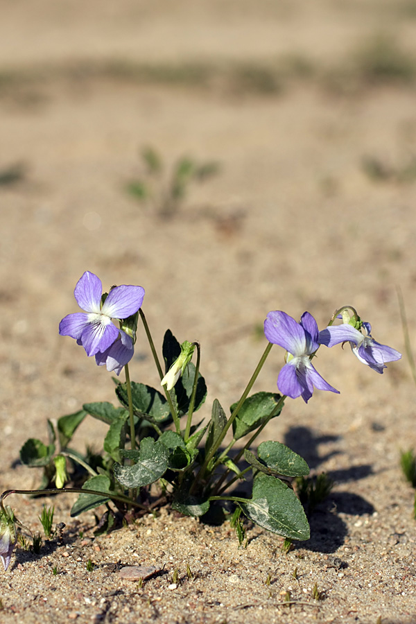 Image of Viola canina specimen.