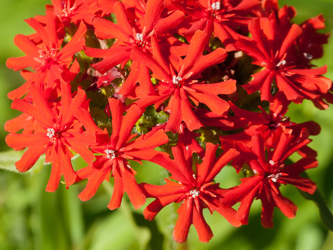 Изображение особи Lychnis chalcedonica.