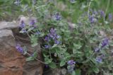 род Nepeta. Цветущее растение. Грузия, Самцхе-Джавахети, окр. монастыря Такветула, правый берег р. Куры. 02.05.2019.