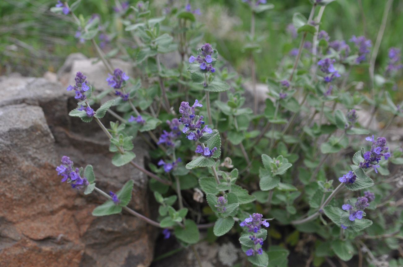 Изображение особи род Nepeta.