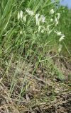 Ornithogalum kochii