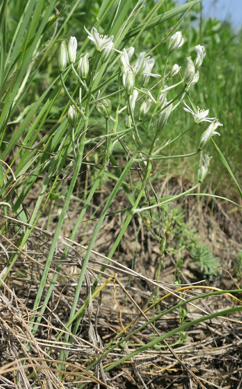 Изображение особи Ornithogalum kochii.