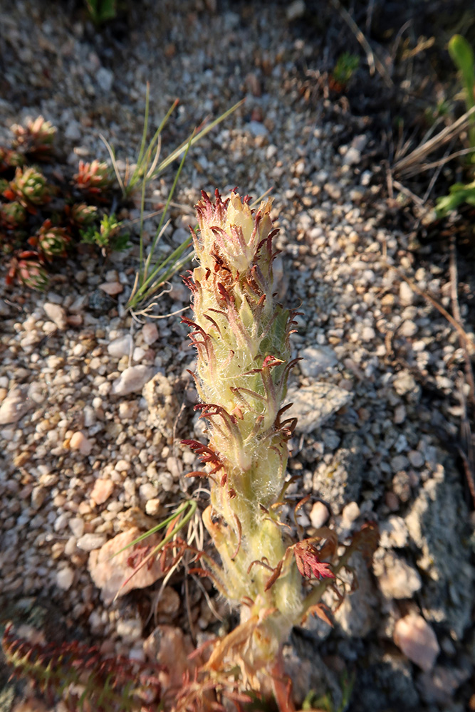 Изображение особи Pedicularis rubens.