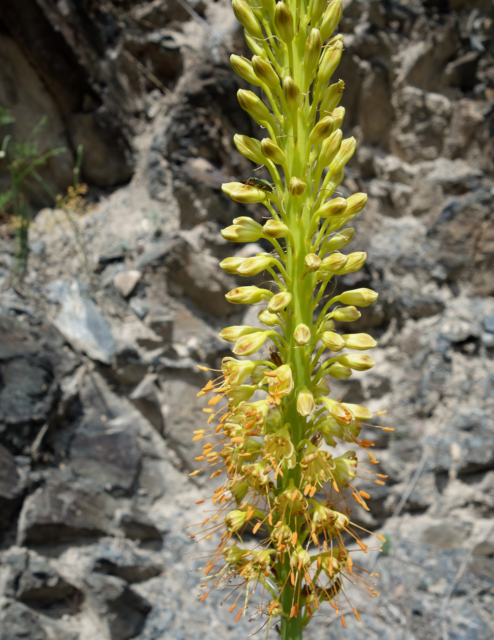 Изображение особи Eremurus fuscus.